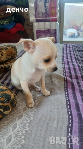 продавам чихопинчери, снимка 5 - Чихуахуа - 53018536