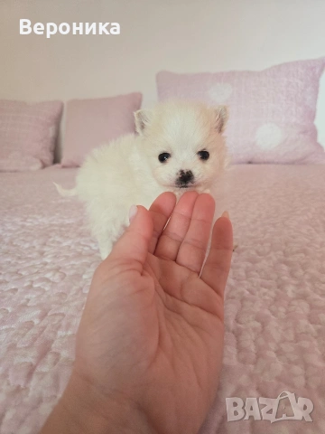 померан момче, снимка 6 - Померан - 53168356