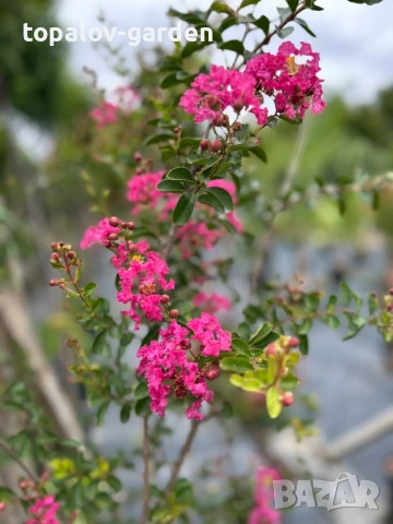лагерстремия Индиски люляк, снимка 2 - Градински цветя и растения - 51415619