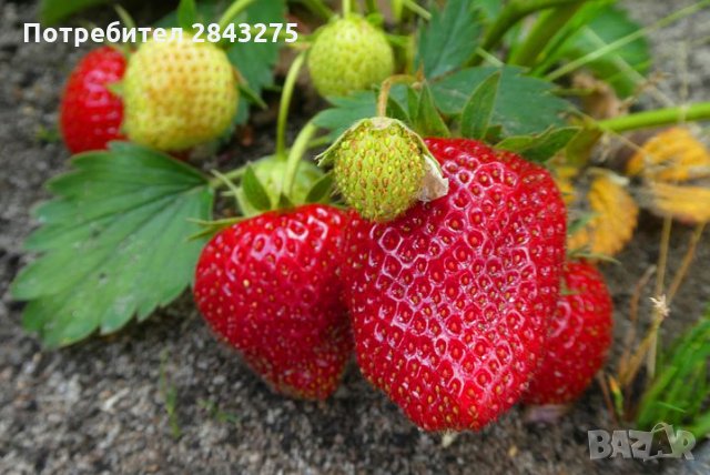 разсад ягоди, снимка 10 - Сортови семена и луковици - 30416578