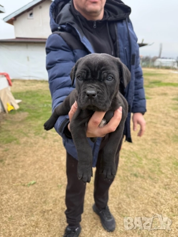 Кученца кане корсо