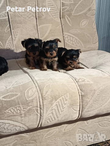 Йоркширски териер мини , снимка 14 - Йоркширски териер - 52933714