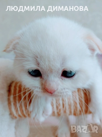 шотландски мъжки със сини очи. , снимка 5 - Британска късокосместа - 54248473