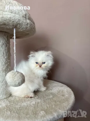 Персийско коте. , снимка 5 - Персийска - 56153471