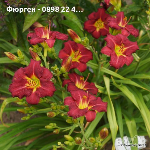 Хемерокалис (Hemerocallis) Double Red Royale, снимка 5 - Разсади - 36680742