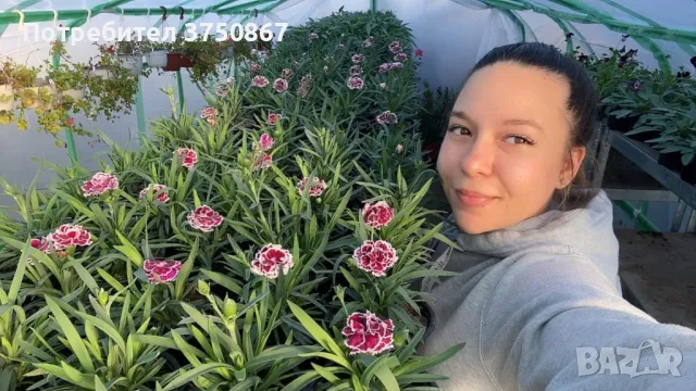 Карамфил/Dianthus, снимка 1