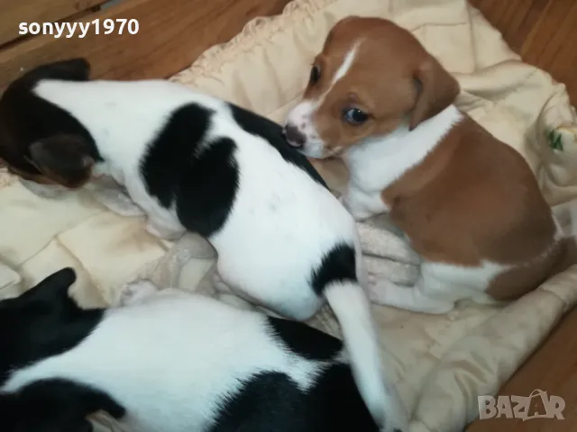 БЕБЕТА ДЖАК РЪСЕЛ-2025Г СЛАДУРИ 3БР 3001250718, снимка 13 - Джак ръсел териер - 48887534