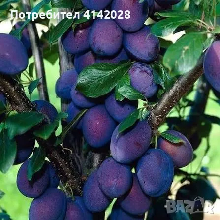 0,35 €/кг. за добре узрели сливи "Стенлей" за ракия от градина в Шумен без посредник, 0888113118