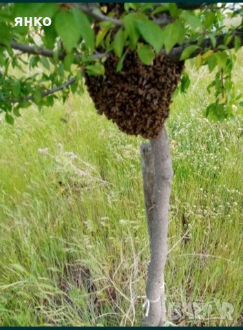 Продавам чист натурален пчелен мед от  , снимка 5 - Пчелни продукти - 38905490