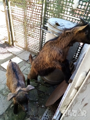 Продавам ярета, снимка 7 - Кози - 54335486