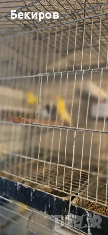 продавам канари , снимка 18 - Канари - 48365197