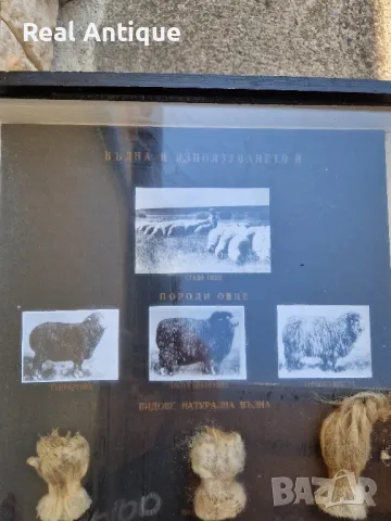 Стар страхотен антикварен постер табло макет, снимка 3 - Други ценни предмети - 47364072