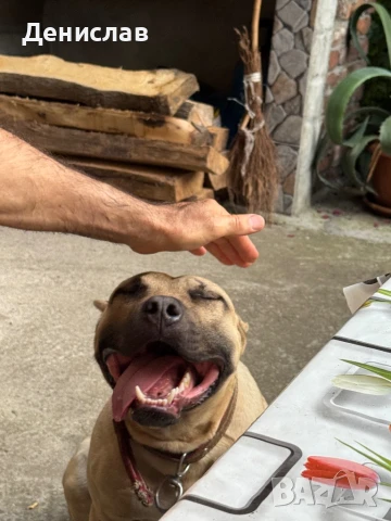Мъжки питбул за разплод, снимка 5 - Питбул - 49563389