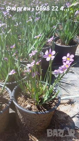 Сисиринхиум -многогодишно растение., снимка 2 - Градински цветя и растения - 29487628
