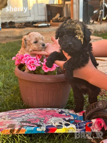 Пудел той , снимка 2 - Пудели - 52487757