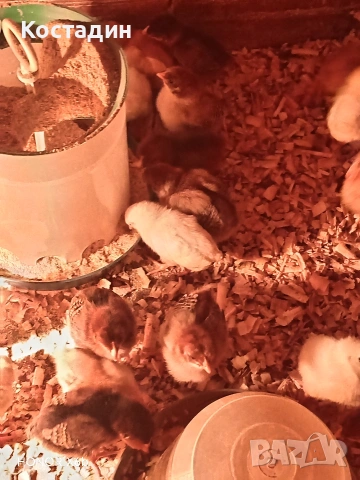 пилета катунски , снимка 3 - Кокошки и пуйки - 54087142