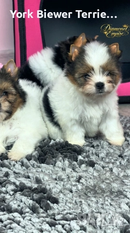 Йоркширски Териер! Момичета  и момчета , снимка 2 - Йоркширски териер - 53311151