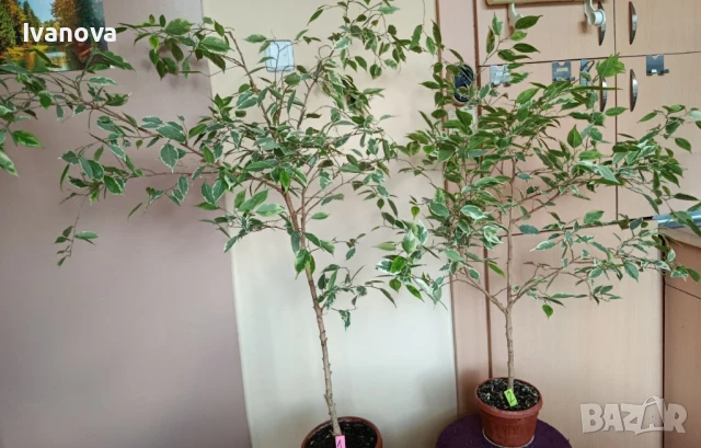 Цвете фикус бенджамин