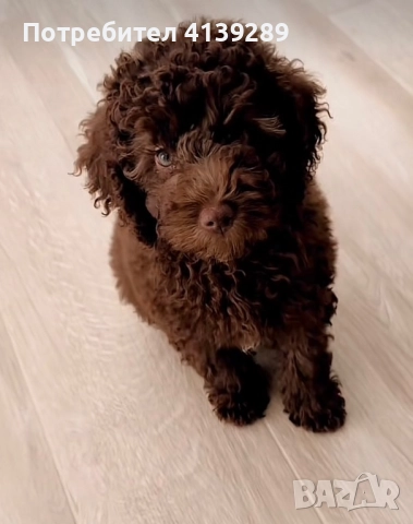 Пудел мини , снимка 7 - Пудели - 52755014