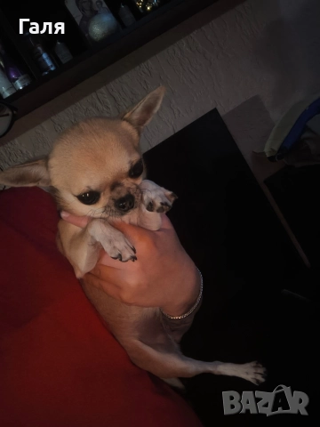 мини чихуахуа 
