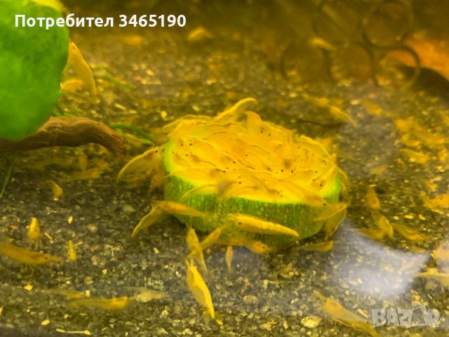 Жълти скариди, Yellow Shrimps, снимка 10 - Рибки - 40658195