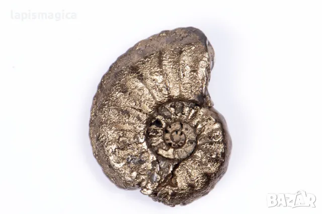 Пиритизиран амонит 2.69g 18.3mm #13, снимка 1
