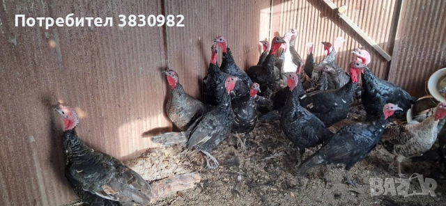 Пуйки- Пуяци, снимка 5 - Други - 52564926