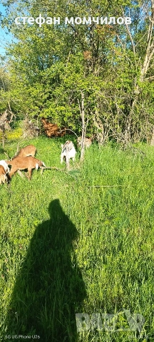 ярета, снимка 3 - Кози - 54345171