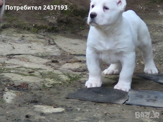 Алабай (Средно Азиатска Овчарка ), снимка 10 - Алабай - 54035161