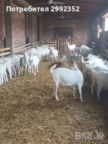 Saanski jenski qreta chistakravni sas sertifikat za poroda , снимка 6 - Кози - 49261553