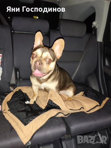 Френски булдог 