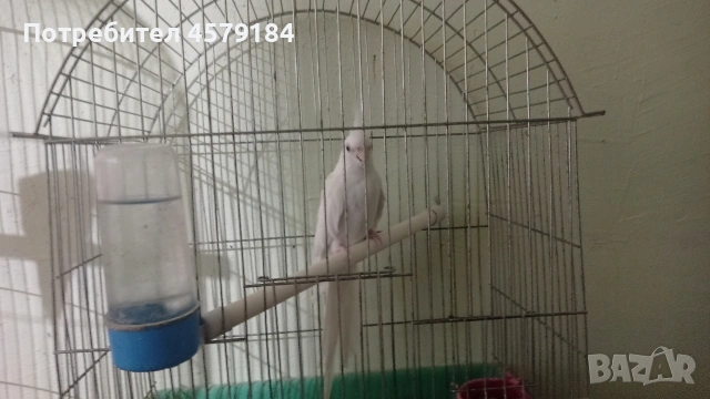 папагал корела бяла , снимка 2 - Папагали - 53056030