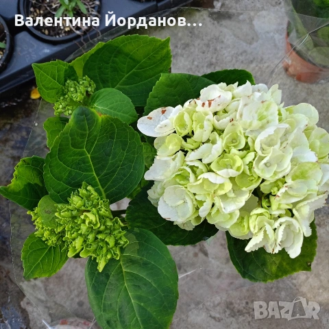 хортензия , снимка 5 - Градински цветя и растения - 54333873