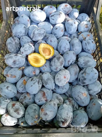 Продавам сливи за ракия