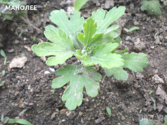 💐🌺🪻Хризантема🌺🌺🌺, снимка 2 - Градински цветя и растения - 53962518