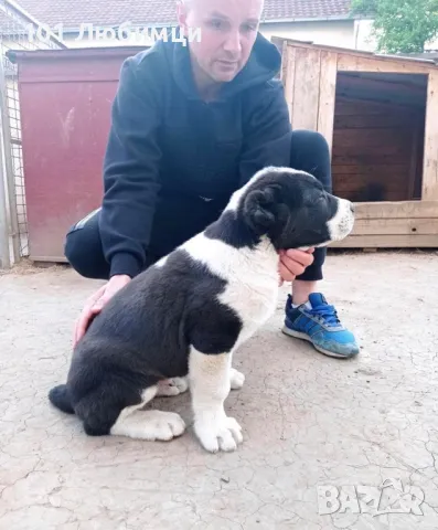 Средноазиатски овчарки с родословие, снимка 5 - Алабай - 47454825