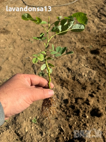 Българска Маслодайна Роза – Дамасцена, Алба, Сентифолия | Разсад, снимка 3 - Градински цветя и растения - 42641069