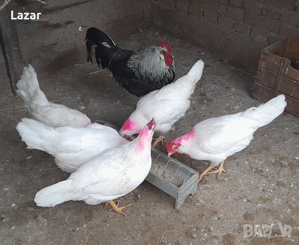 Продавам бял легхорн