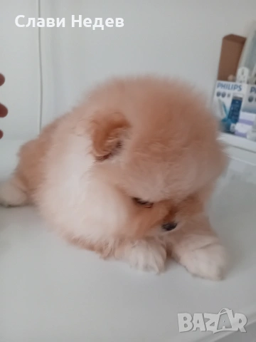 померан мини сладкишка, снимка 4 - Померан - 53093276
