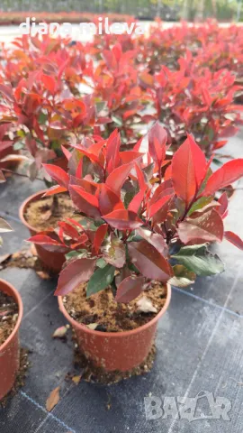  Фотиния Литъл Ред Робин, Photinia fr. Little Red Robin, снимка 9 - Градински цветя и растения - 43806136