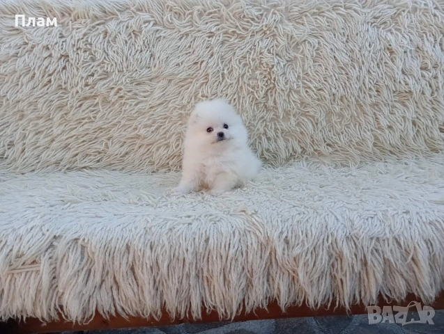 Мъжки и женски Померани.Реални снимки от 06.04.26 г. 