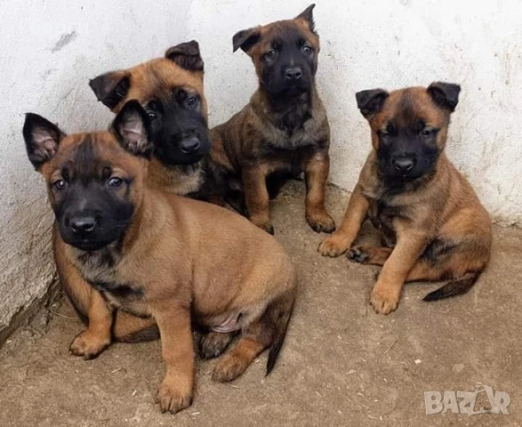Чистокръвни Белгийски овчарки-Малиноа 