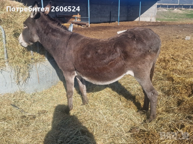 Продавам женско магаре , снимка 2 - Коне - 52154680