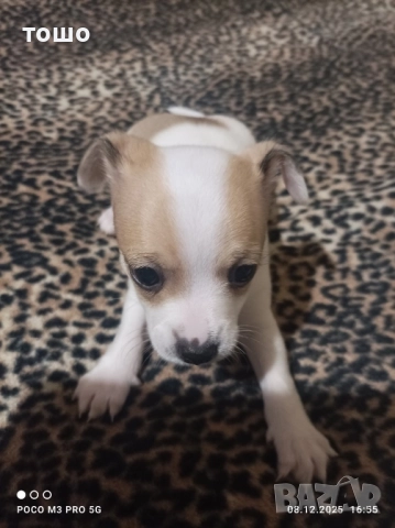 Сладки чихупинчери, снимка 3 - Чихуахуа - 52739986
