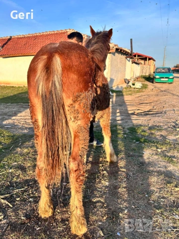 Продавам мъжко конче