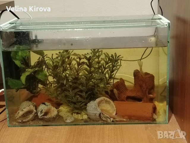 Аквариум със сомчета