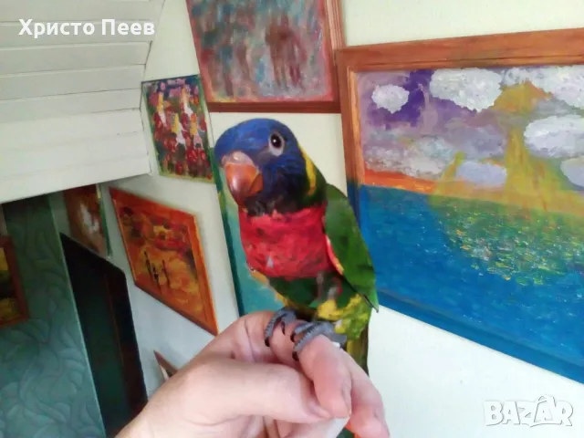 Ръчно хранени бебета папагали от развъдник