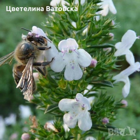 НАПРАВЕТЕ СИ ПРЕКРАСНА ГРАДИНА от лавандула  и хизоп, снимка 4 - Разсади - 31035085