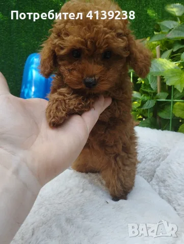 Той Пудел Poodle toy , снимка 7 - Пудели - 56532103
