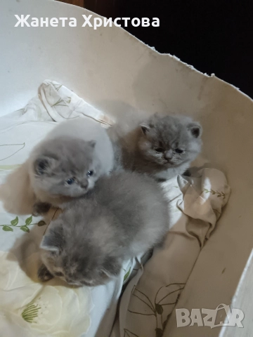 Продавам малки британски късокосмести котета , снимка 3 - Британска късокосместа - 52885208